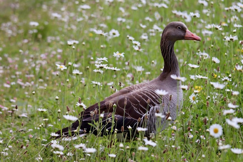 Wild Goose