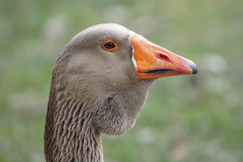 Wild Goose Flying